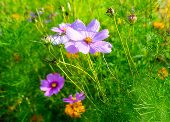 Purple wildflowers in a meadow