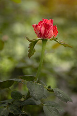 Close up beautiful red rose in garden