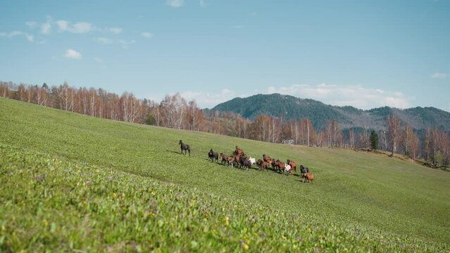Farm horses herd with foals grazes on hilly meadow against bare wood and distant mountains ridge slow motion. Equine creatures at wild pastureland at fall