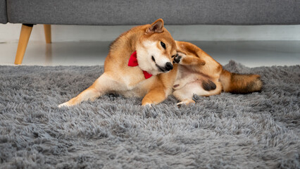 Japanese Shiba Inu dog scratching alone on a fluffy grey carpet in living room at home while...