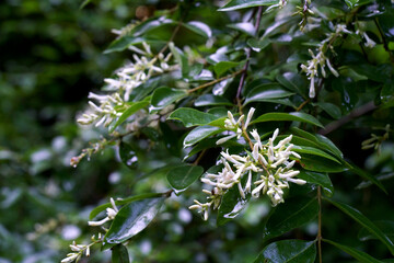 夏の山の森に咲くイボタノキの花