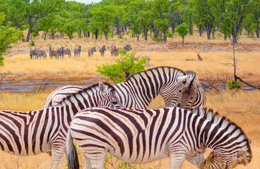 Obraz na płótnie Canvas Zebra standing in yellow grass on Safari watching, Africa savannah - Etosha National Park, Namibia