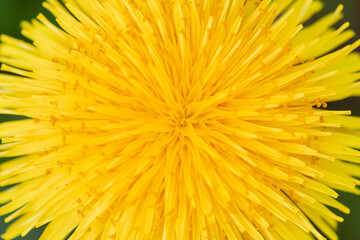 Beautiful view from above of a yellow dandelion flower with petal irradiation, macro, close up