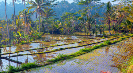 Green rice terrace fields of Bali island - Ubud, Indonesia