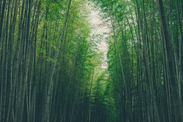 Gordijnen bamboo forest background © kim