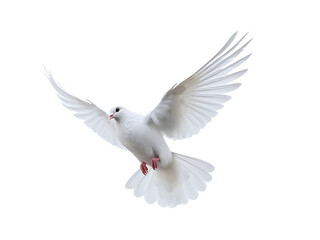 Beautiful white dove flying, freedom concept isolated on white background