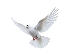 Beautiful white dove flying, freedom concept isolated on white background