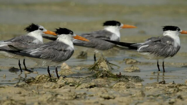 Lesser crested terns perched on the ground at Busiateen coast.