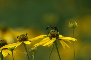 オオハンゴンソウの花の蜜を集めに来たサトジガバチ