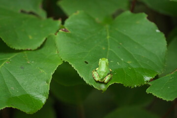 雨上がりの葉の上に乗ったアマガエル