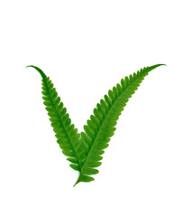 Green leaf isolated on white background