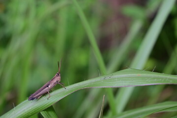grasshopper on the grass