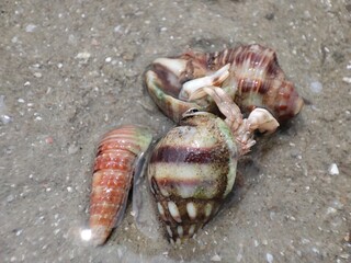 hermit crab on the beach