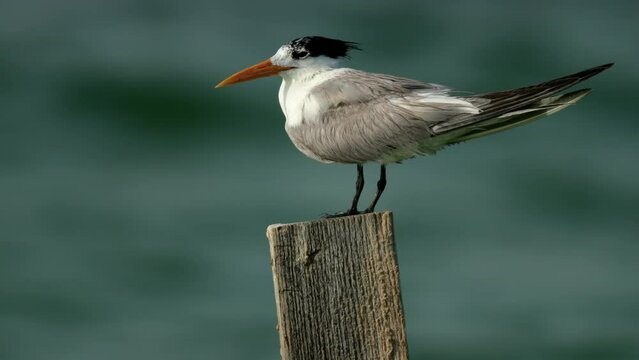 closeup of Lesser crested terns perched on wooden log