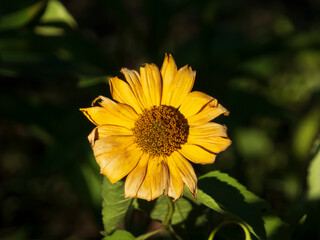 yellow flower in the garden