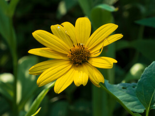 yellow flower in the garden