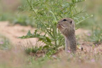 A young ground squirrel pose in the grass. Spermophilus citellus