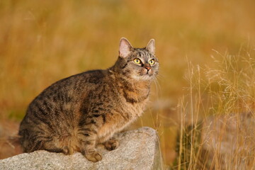 a beautiful tabby cat sitting on a rock
