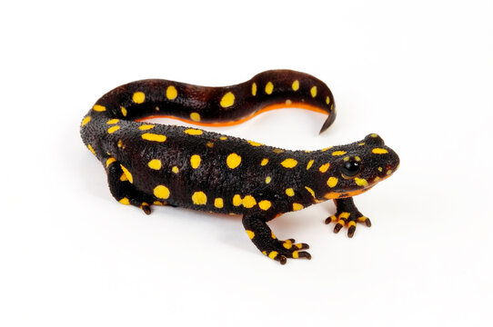 Yellow-spotted mountain newt, Kurdistan newt // Irakischer Bergbachmolch (Neurergus derjugini microspilotus)