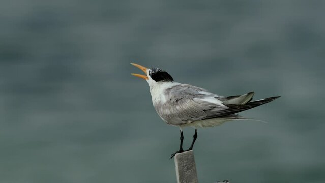 Lesser crested terns perched on wooden log preening at Busiateen cost.