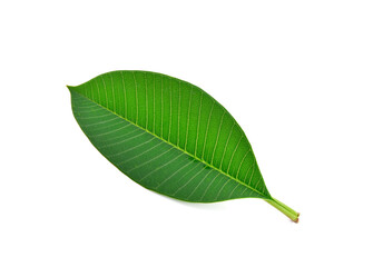 Green leaf on a white background