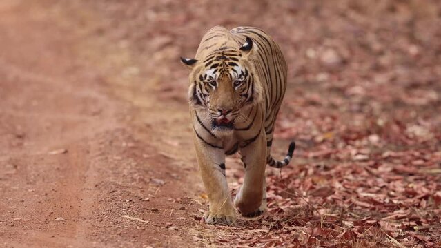 A tiger emerging from jungle, Tadoba Andhari Tiger Reserve, India