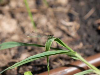 Green dragonfly with big eyes on a blade of grass against the background of the earth