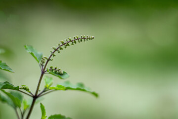 Basil flower or leaf is a herb that provides a sweet aroma garden herbs