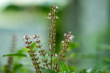 Basil is an herb in the mint family originated in Asia and Africa