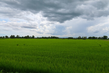 Paddy rice canal irrigation panorama landscape agriculture nature natural Po Valley