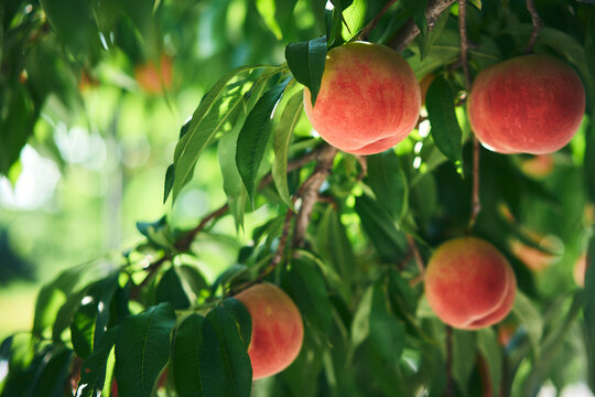 木に実る桃