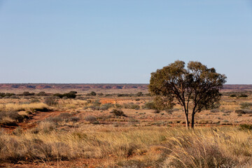 Lonely tree in the Australian desert