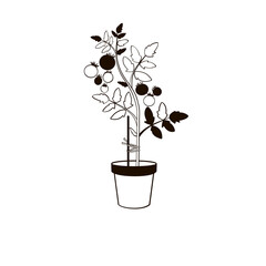 Tomato plants in pot black and white outline illustration