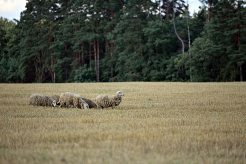 sheep in the pasture. home animal. grazing in the meadow. livestock farm. sheep in the field, animal for wool. Cute baby sheep over dry grass field, farm animal. Group of sheep grazing