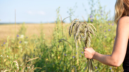 spikelets of golden wheat. female hands. work in the field. a woman cuts spikelets of wheat,...