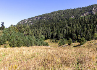 the beginning of autumn in the highlands, alpine meadows with dried vegetation, nature walks, and rest in the mountains.