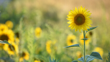Obraz premium young bright yellow sunflower in the field. flowers of a sunflower in the sunlight. Yellow flowers on a farm field. Agriculture concept, organic products, good harvest. Growing seeds, oil.