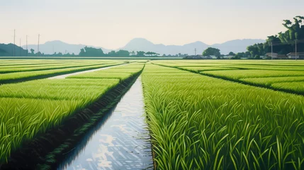 Foto auf Acrylglas Reisfelder Rice field in the rays of the evening sun, the cultivation of natural products. AI generated.