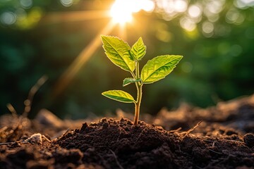 young sprout in the ground