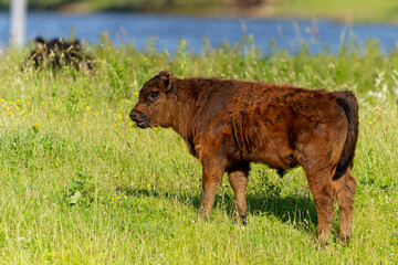 Galloway Rind at De Blauwe Kamer Wageningen Netherlands
