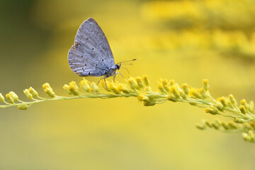 Polyommatus Cyaniris semiargus, blue mazarin. butterfly sitting on a yellow goldenrod flower in a summer field on a yellow-green floral background. yellow wildflowers. macro nature