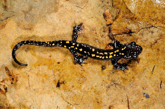 Caucasian salamander // Kaukasus-Salamander (Mertensiella caucasica)