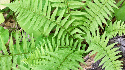 green fern leaves in the forest for background. Natural green fern leaves texture in the forest close up on a blurred background. foliage natural floral background of fern in sunlight. close-up