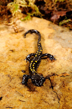 Caucasian salamander // Kaukasus-Salamander (Mertensiella caucasica)