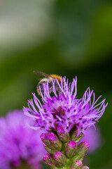 Bumblebee collecting nectar from violet liatris flower macro photography on a summer day. A bee sucking nectar from a blazing star flower with purple petals closeup photo in summertime