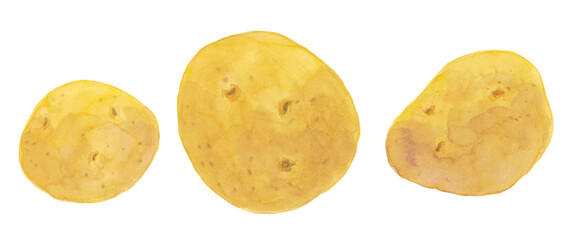 じゃがいもの水彩手描きイラスト素材
