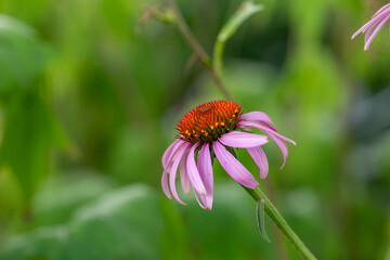 Blooming purple coneflowers on a green background on a sunny summer day macro photography. Echinacea flower with bright violet petals close-up photo in summer.	