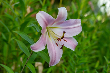 Blooming purple lily  flower on a green background on a summer sunny day macro photography. Garden lillies with bright pink petals in summer, close-up photography.	