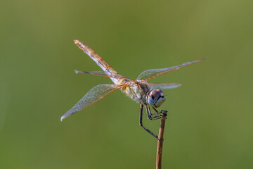 Dragonfly in their natural environment.