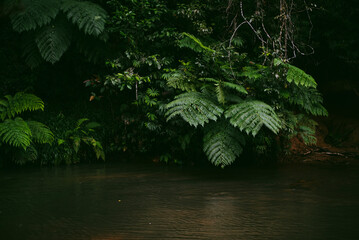 Stream through the rainforest